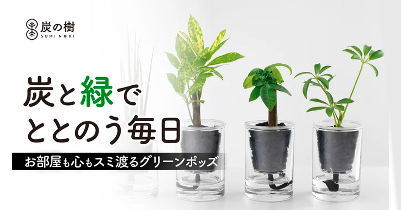 炭植物「炭の樹」(スミノキ)
