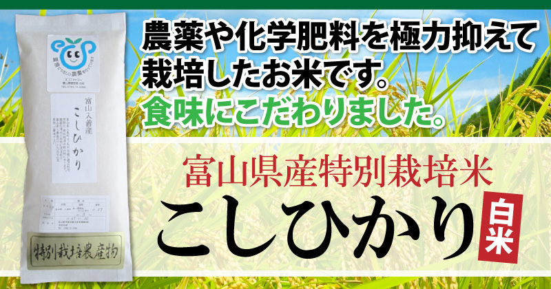 富山県産特別栽培米こしひかり　白米