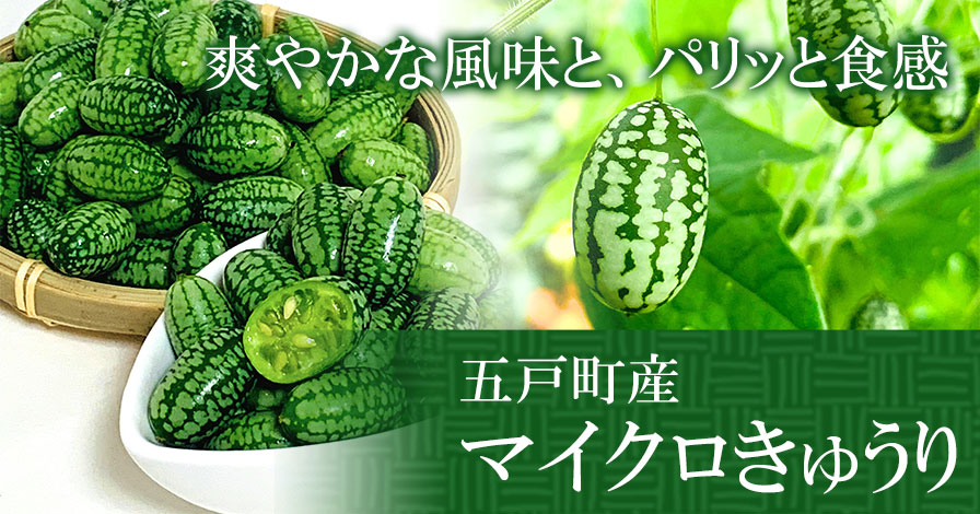 【五戸町産】マイクロきゅうり サイズ混合 農薬不使用 2020年産