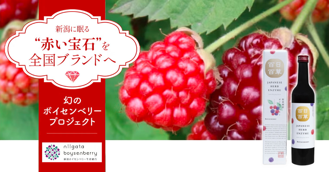 ボイセンベリー野草酵素