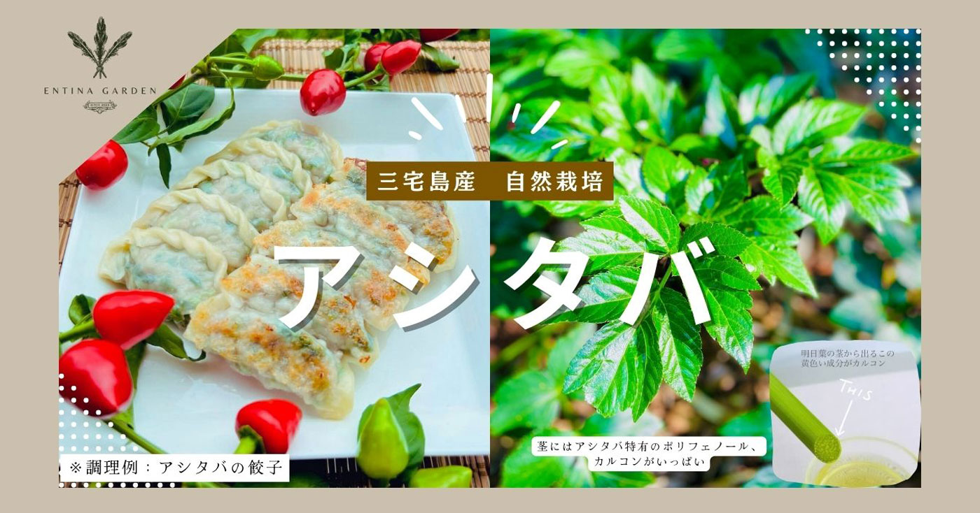 【Entina Garden】自然栽培 アシタバ